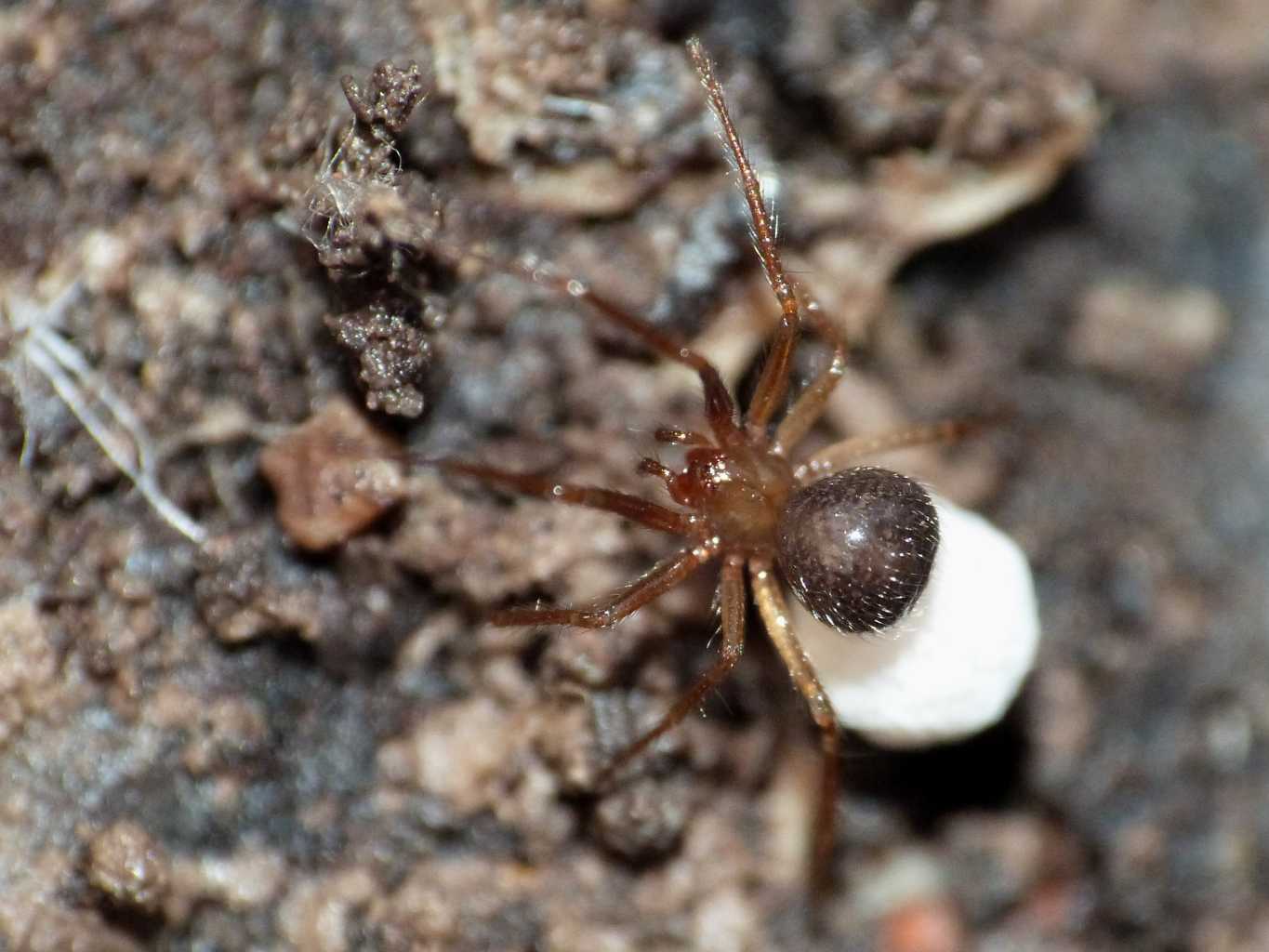 Nesticella mogera con ovisacco - Ostia Antica (RM)